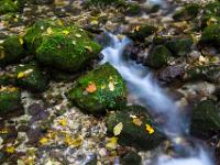 Bachlauf zwischen moos und blätterbedeckten Felsen - Steinbach